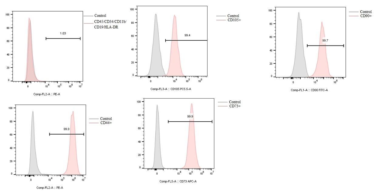 人脐带MSC流式细胞术表型鉴定五图，阳性标志物CD73/CD90/CD105/CD44及阴性标志物组合直方图